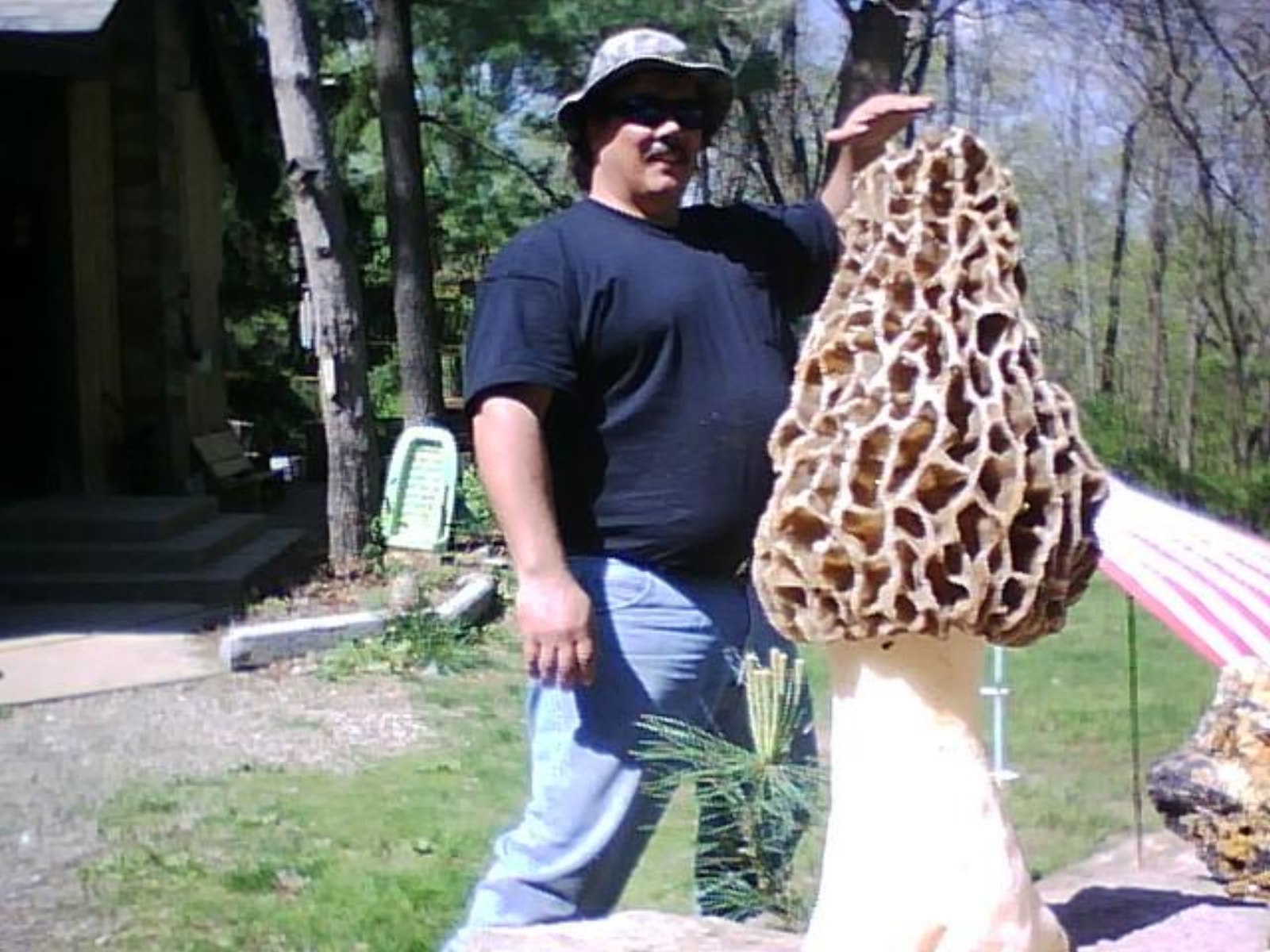 Facts About Morel Mushrooms Therescipes Info