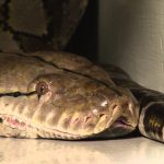 10 Amazing Facts about the World’s Longest Snake