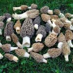 7 Fascinating Facts about the Biggest Morel Mushroom