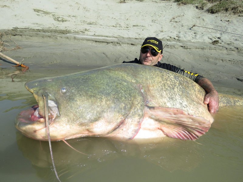 9 Stunning Facts About The Worlds Biggest Catfish Caught Biggestverse