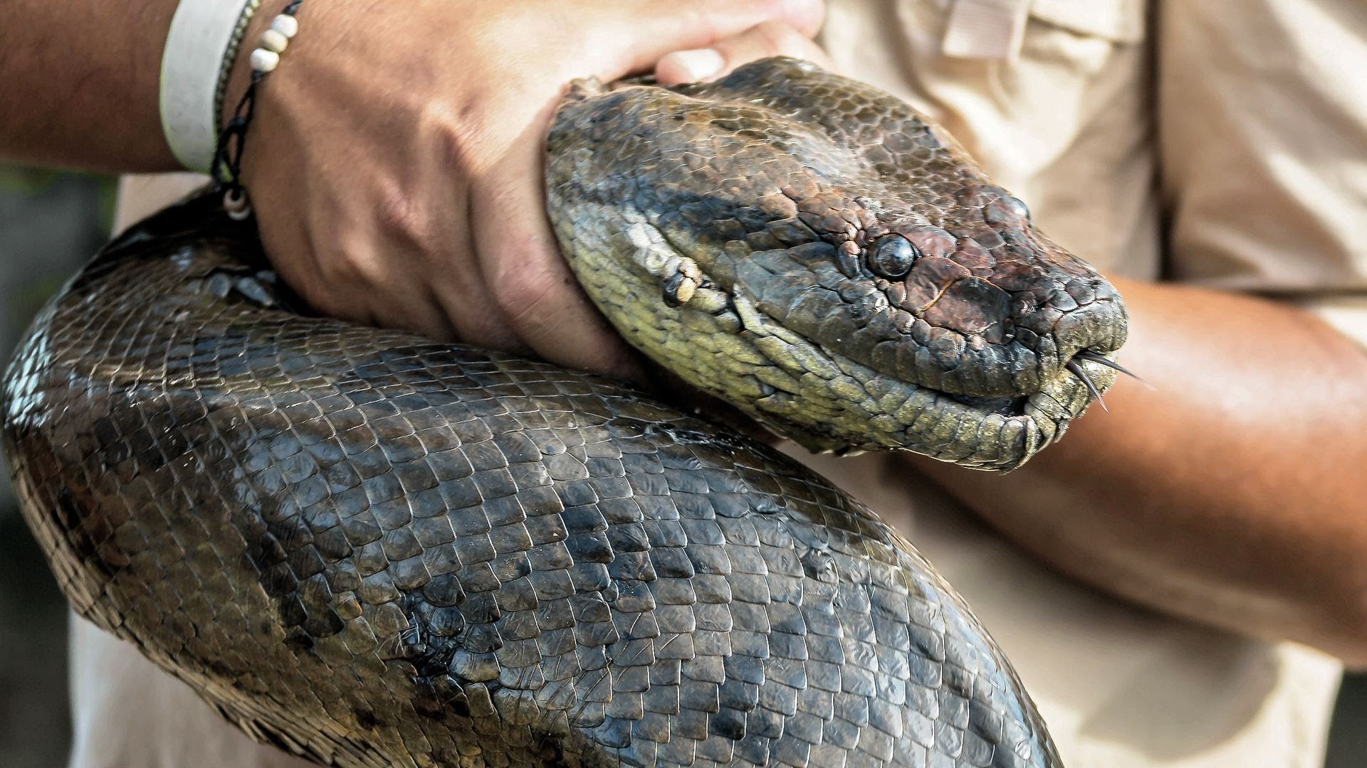 the largest anaconda in the wolrd ever recorded