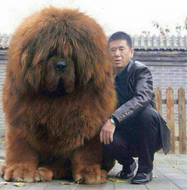 tibetan mastiff big dog breeds