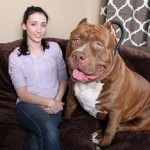 7 Things You Need to Know About “Hulk” The Biggest Pitbull