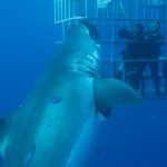 15 Biggest Sharks Ever Recorded, #12 is a Monster!