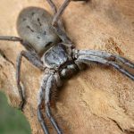 These 12 Biggest Spiders are What Nightmares are Made of