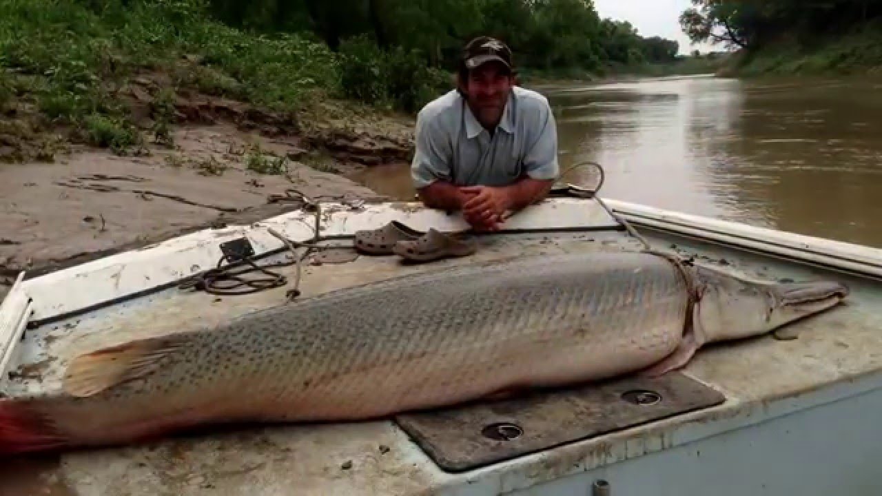 World Record Alligator Gar 2024 - Issie Leticia