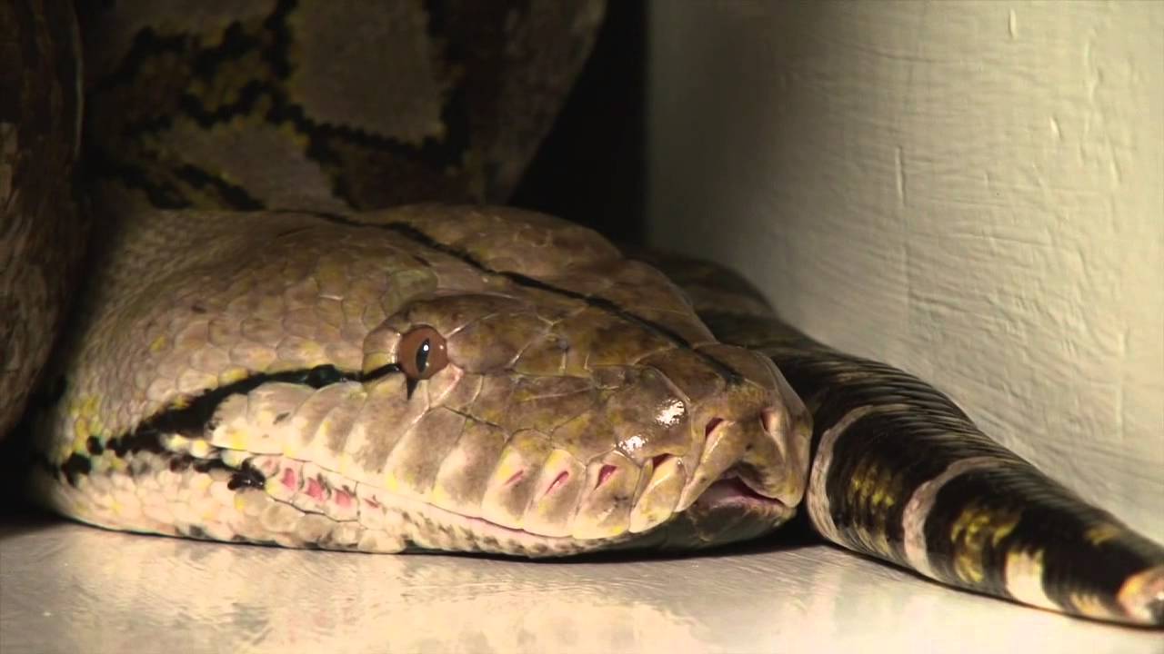10 Amazing Facts about the World’s Longest Snake 