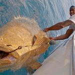 7 Biggest Goliath Groupers Ever Recorded