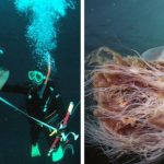 7 Facts On the Lion’s Mane: The Biggest Jellyfish